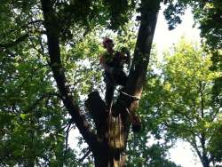 Bomen rooien Hengstdijk